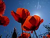 Coquelicots rouges.jpg